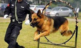 宠物美容培训哪里好 宠物美容培训哪里好