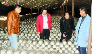 食用菌种植技术 食用菌种植技术