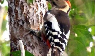 啄木鸟剧情 啄木鸟剧情