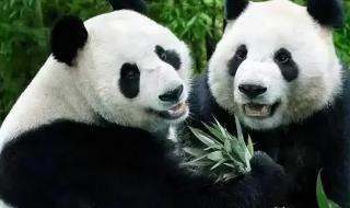 大熊猫丫丫回国时间线 大熊猫丫丫回国时间线