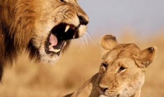 动物世界狮子吃大象 动物世界狮子吃大象