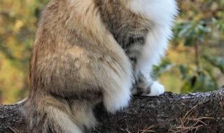 挪威的森林4分59秒 挪威的森林4分59秒